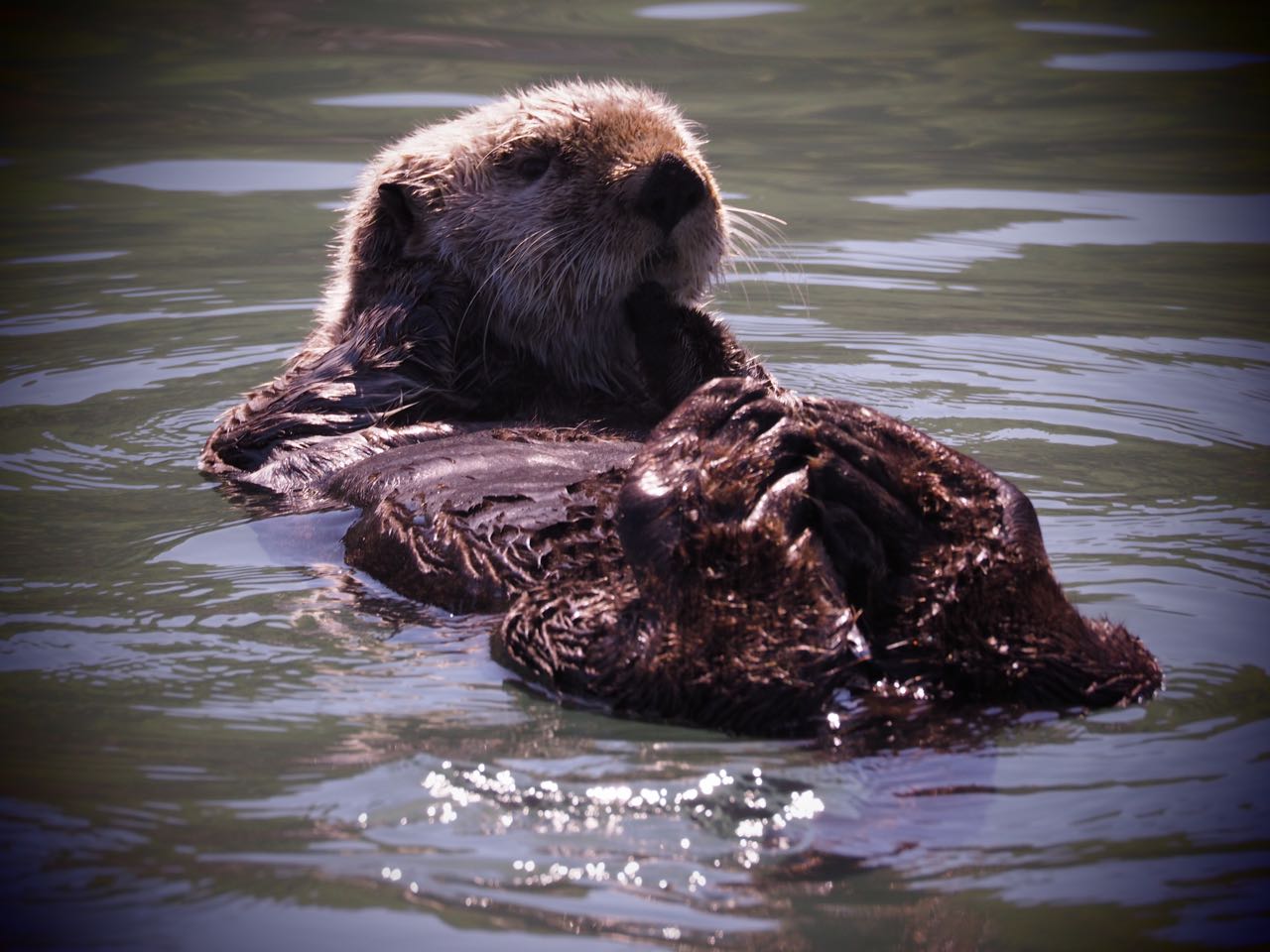 A sea otter floats peacefully on its back.