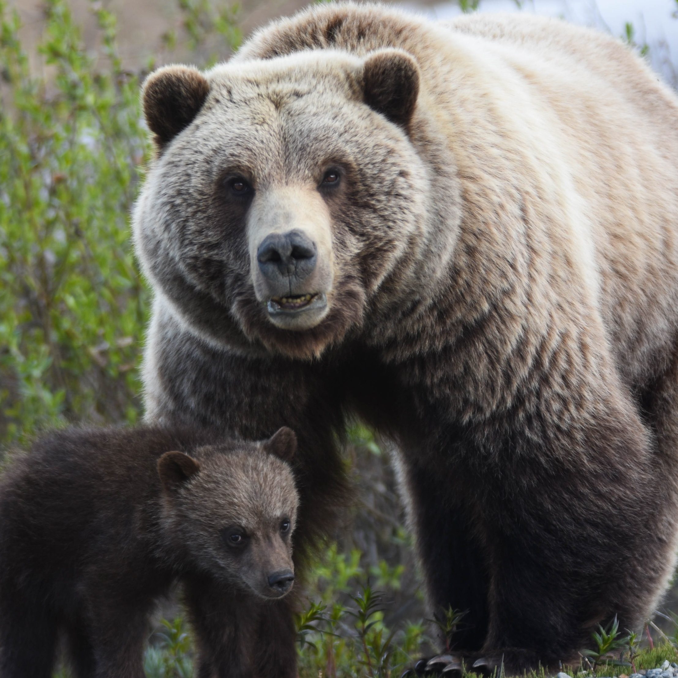 A sea otter floats peacefully on its back.