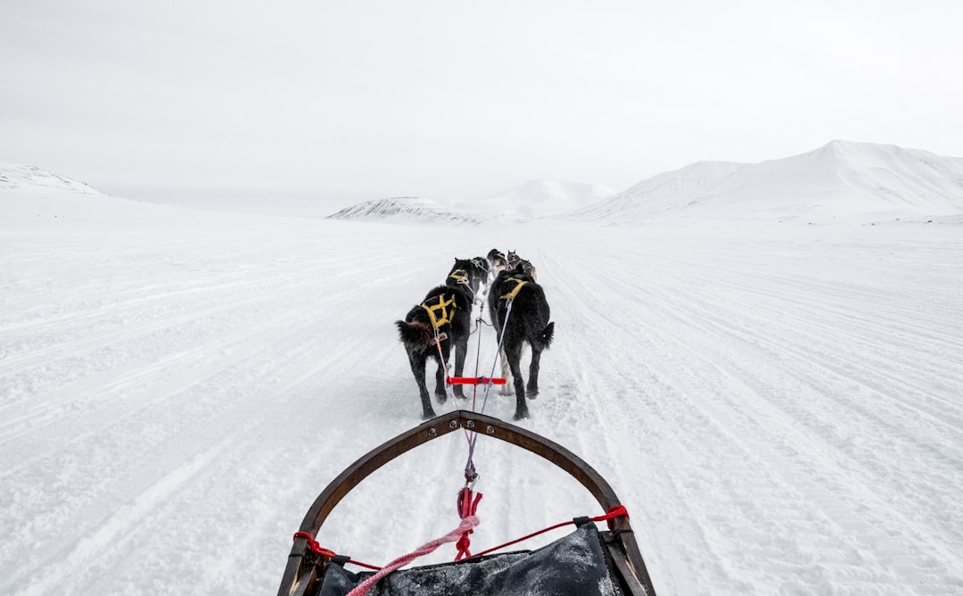 Dog sledding