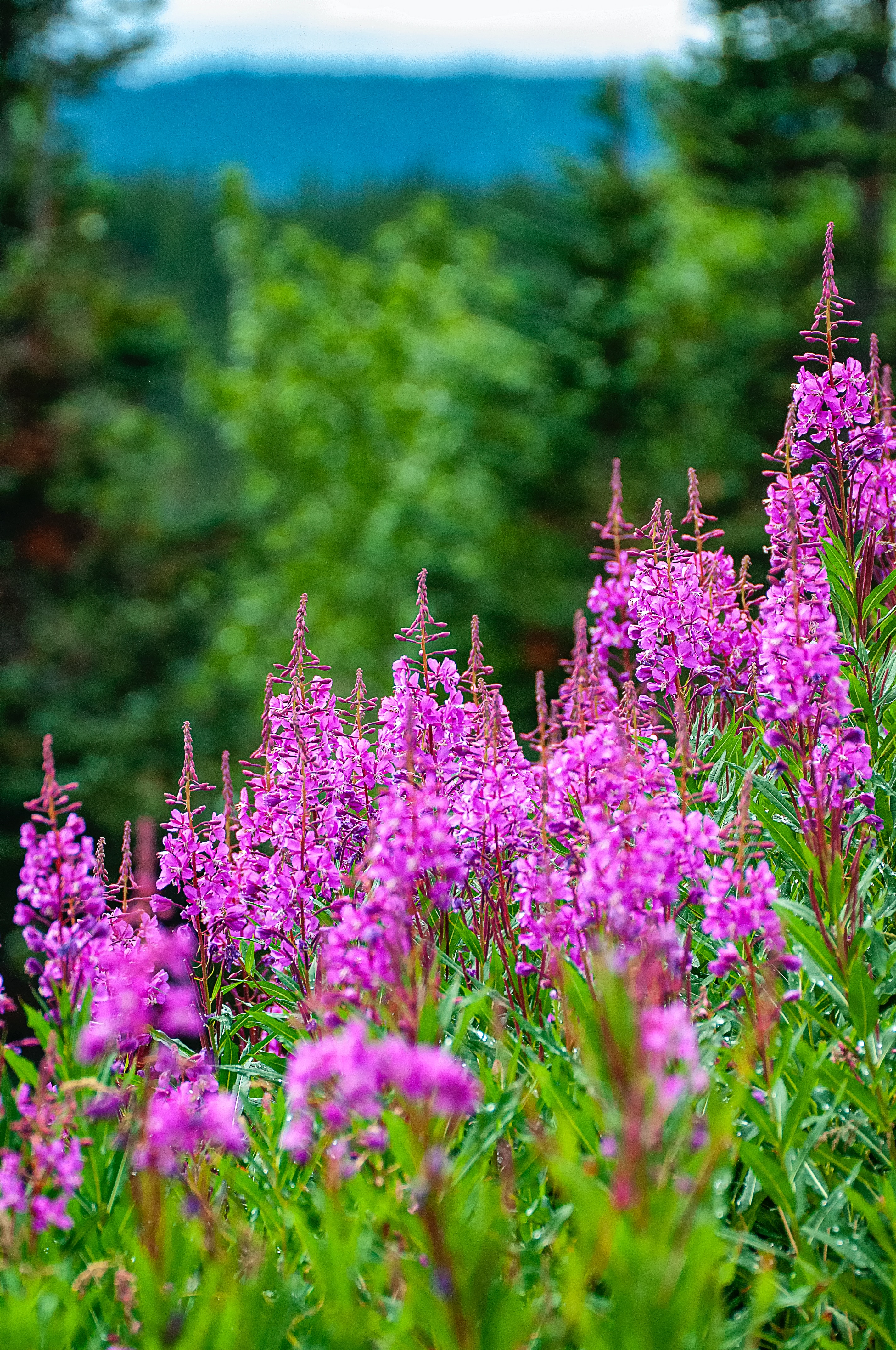 Fireweed